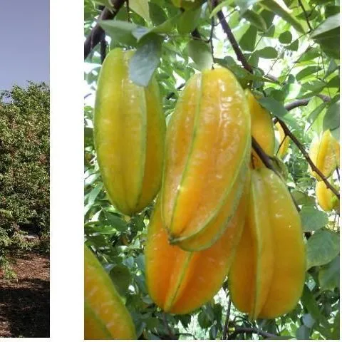 thumbnail for publication: Sample Profitability and Cost Estimates of Producing Sweet Carambola (Averrhoa carambola) in south Florida